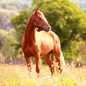 Productos para caballo